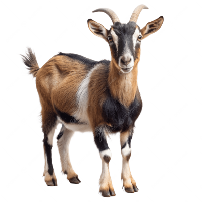 Goat